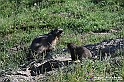 VBS_1 -  Plateau du Mont-Cenise, Grand Croix, Marmotte_-_0054 mt